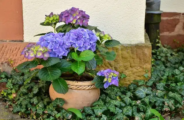 Plant or Succulent Set